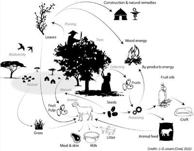 Reforestation and sylvopastoral systems in Sahelian drylands: evaluating return on investment from provisioning ecosystem services, Senegal